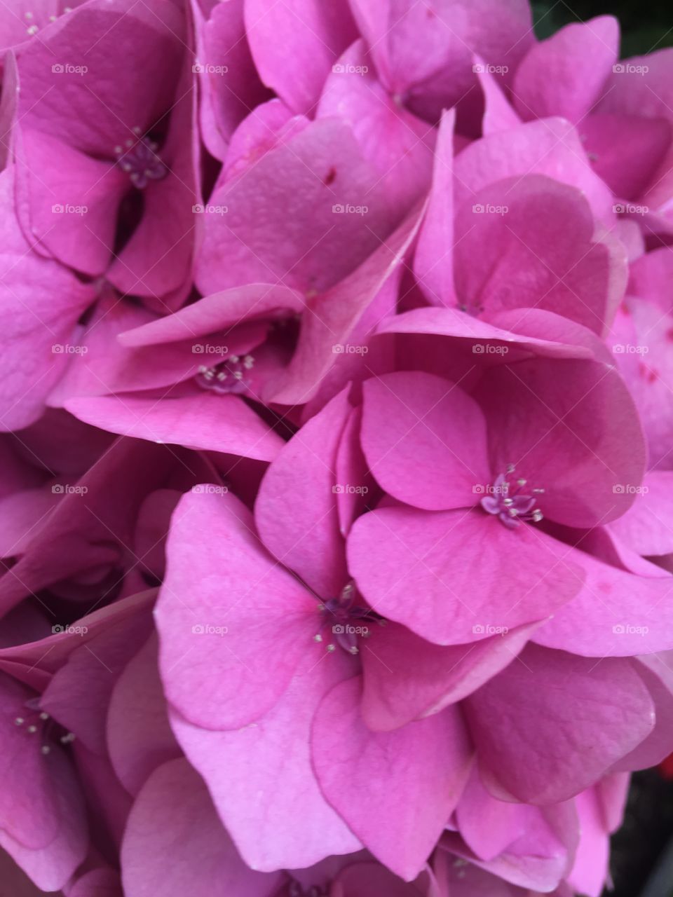 Close up petals