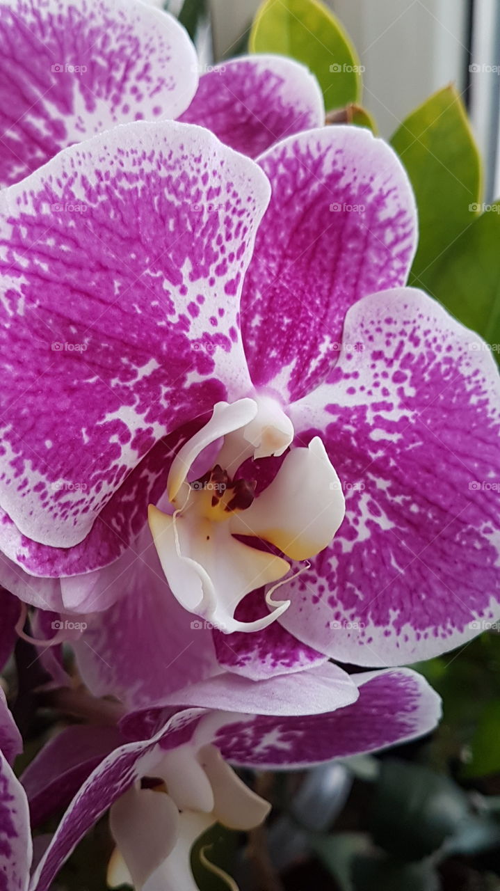 blossoming charming orchid