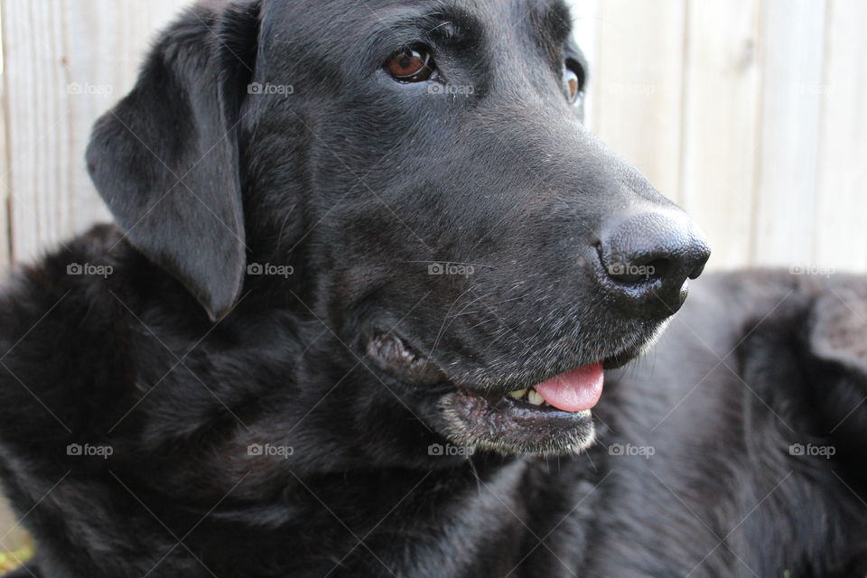 Briggs and backyard bliss. It's good to be a dog!