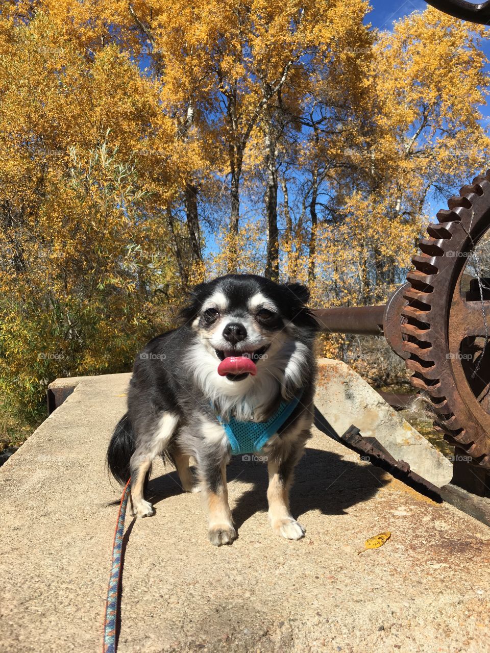 Chihuahua Adventure 