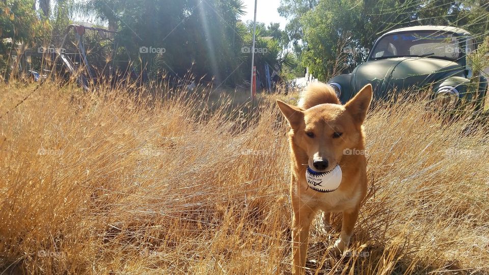 Bella shiba inu Sheltie mix