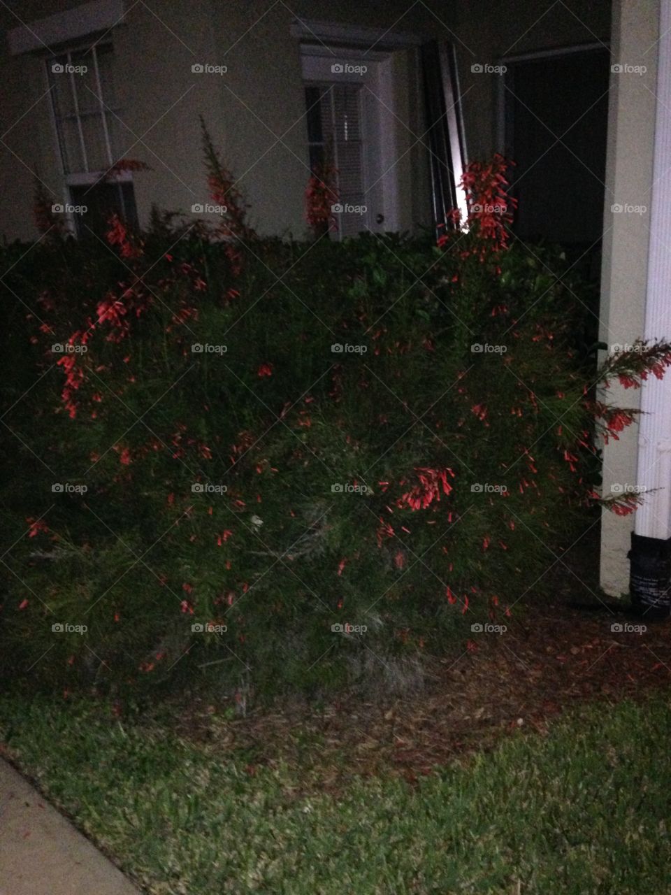 Red hedge at night