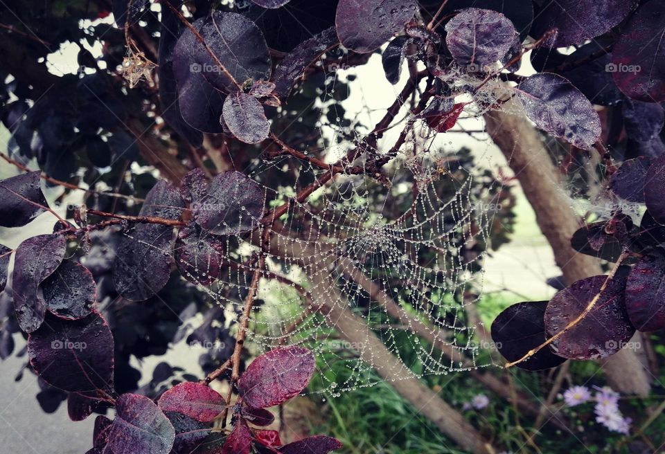 Fall, autumn, spider web,