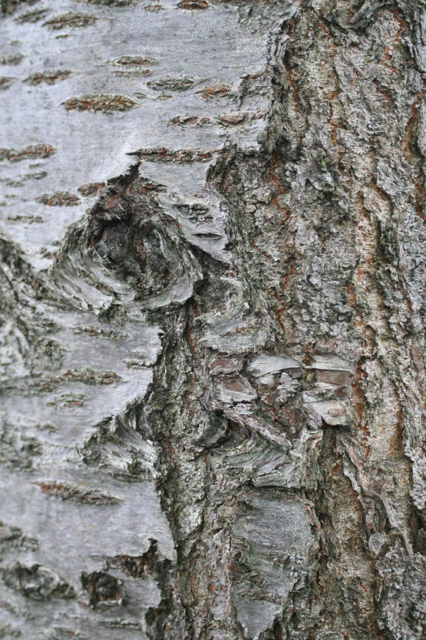 Tree bark