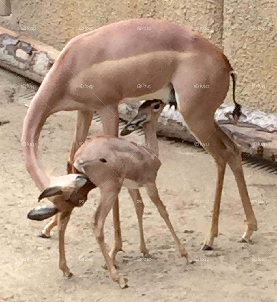 Baby gazelle. San Diego zoo