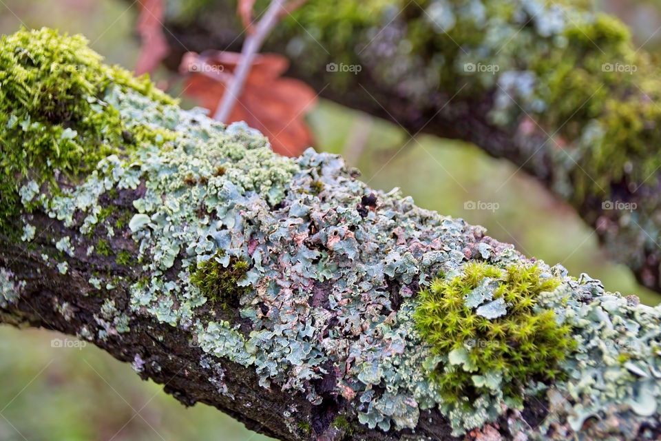green moss on tree trunk