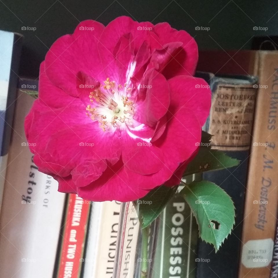 Rose in the library