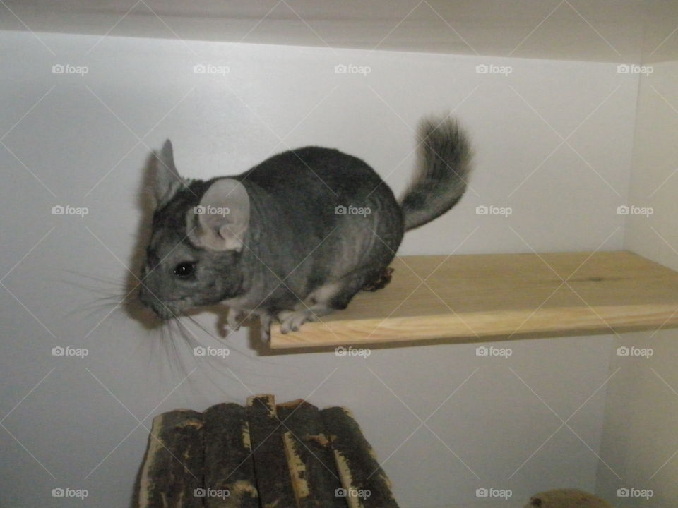 chinchilla