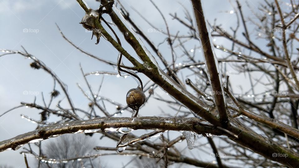 Freezing rain on a bush in my yard