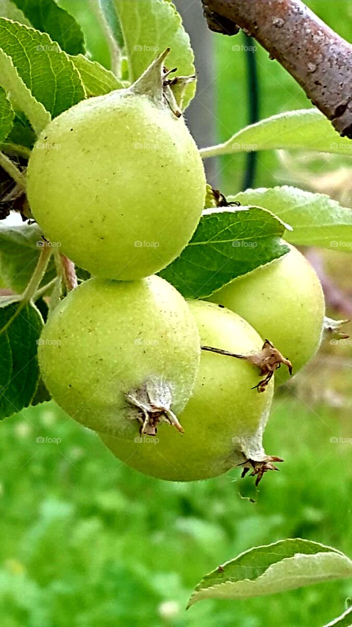 fruit
