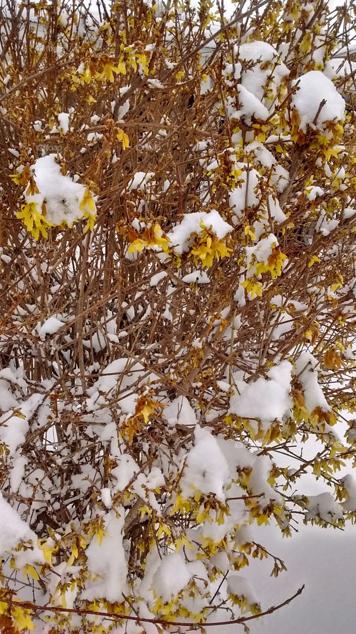 Cold Forsythias