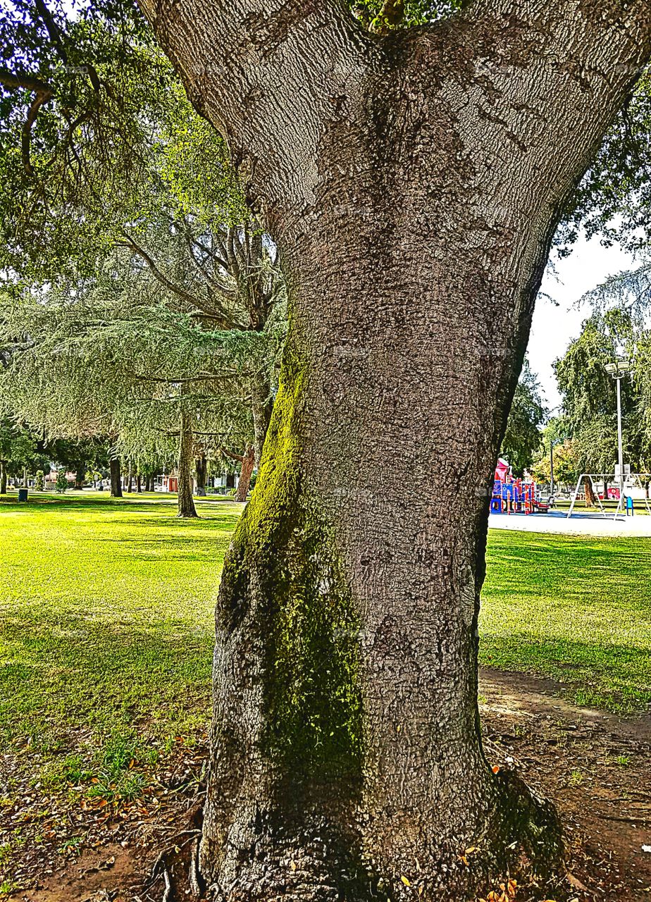 Sun shining on a mossy tree trunk!