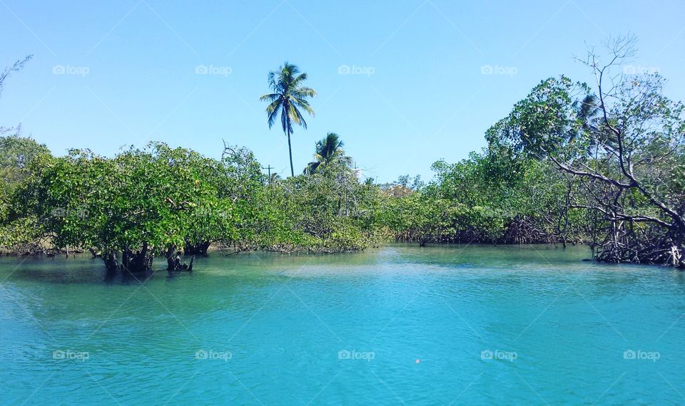 Tropical, Water, Island, Exotic, Tree