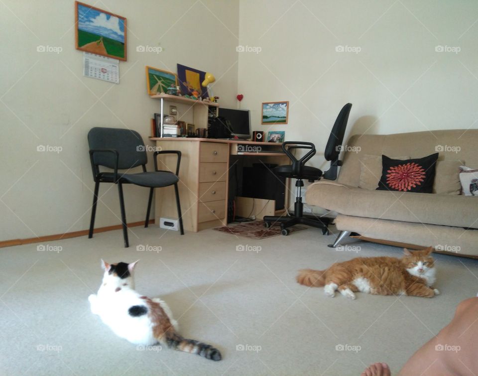 two cats pets resting in the room home view