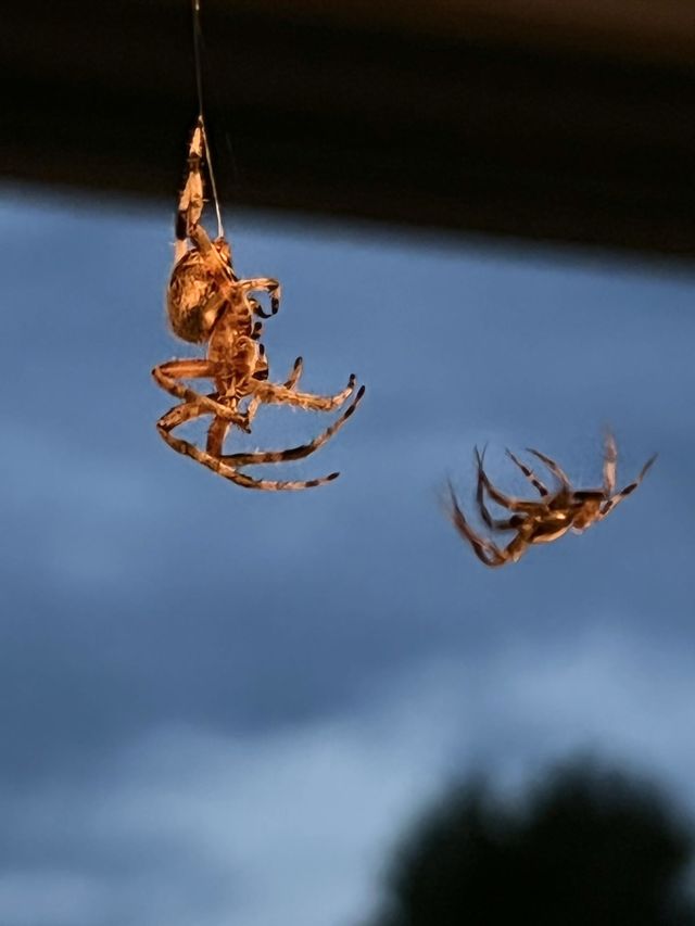 Spiders