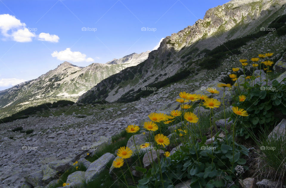 Mountain view with yellow flowers