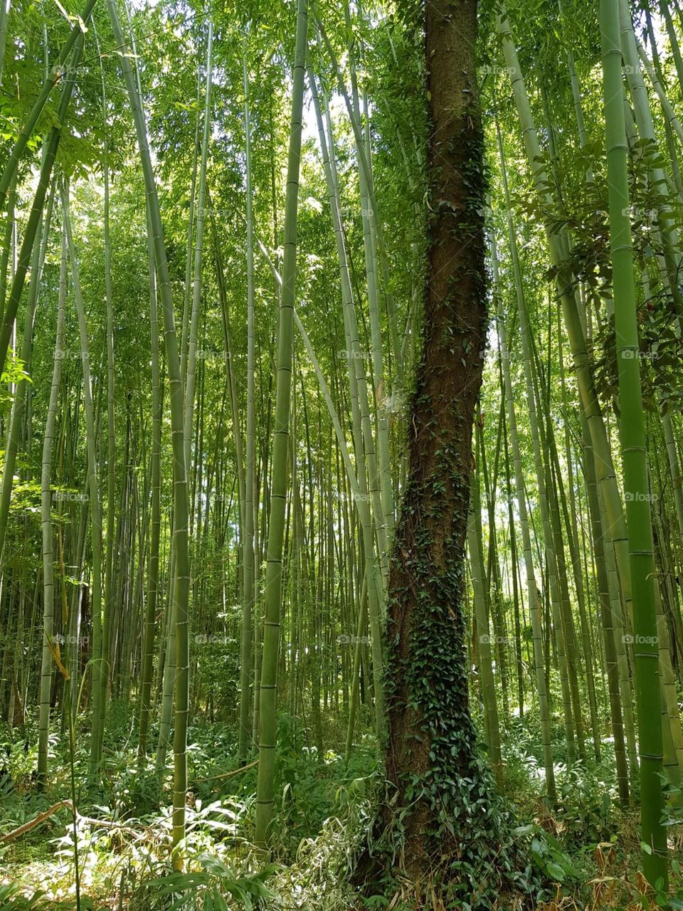 Bamboo forest