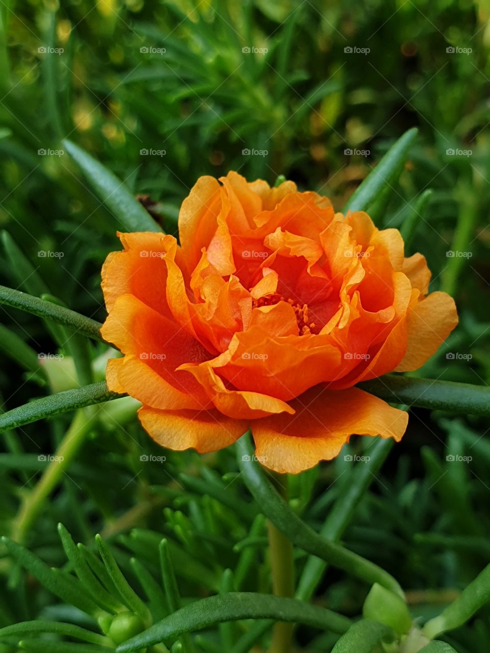 the portulaca grandiflora