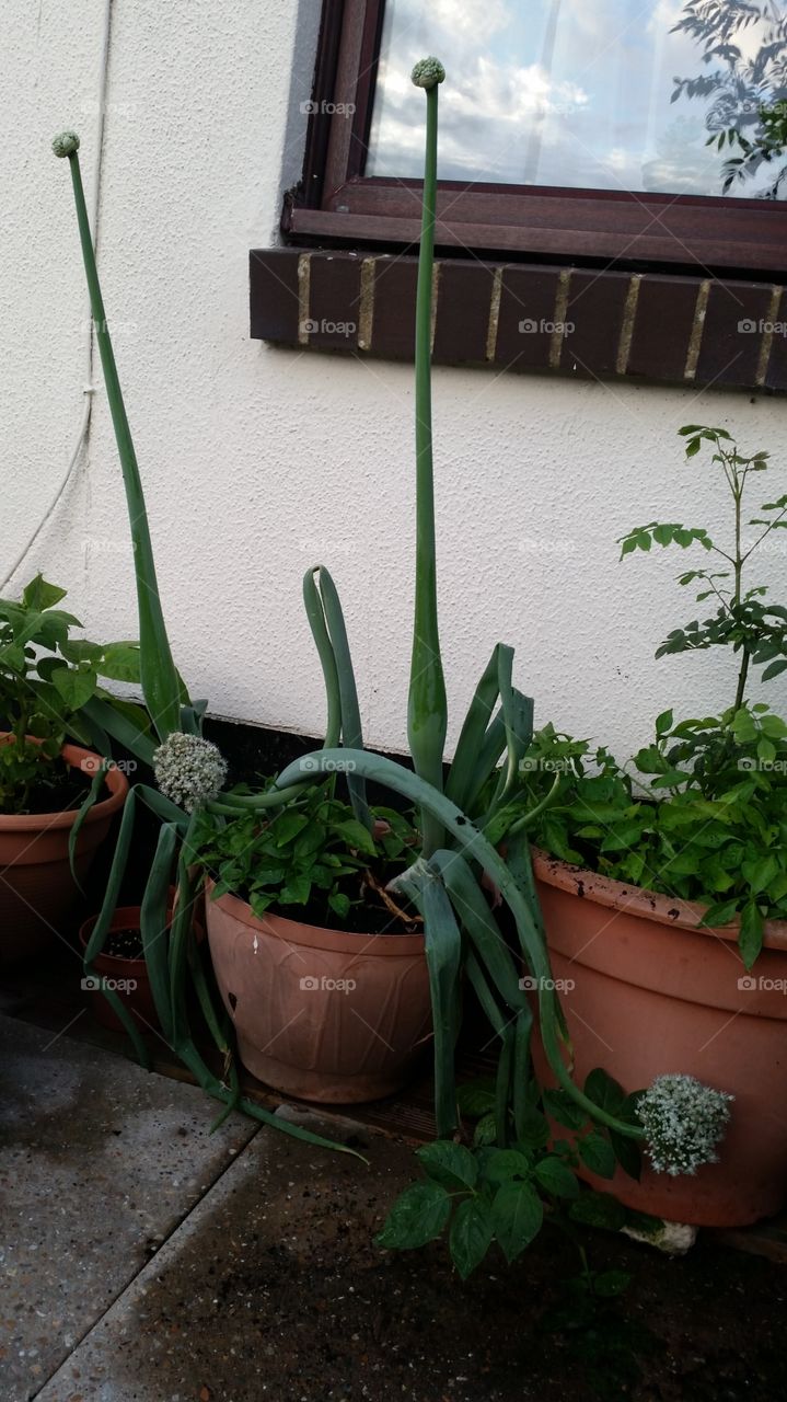 No Person, Flower, Flora, Garden, Leaf