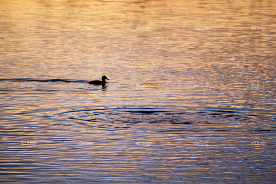 Duck at sunrise