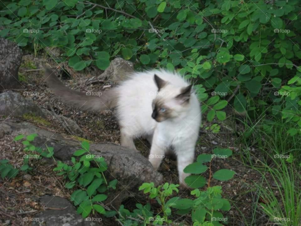 Kitten in the wild.