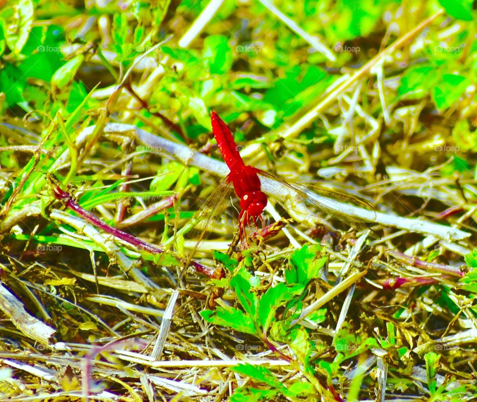 Red dragon fly 