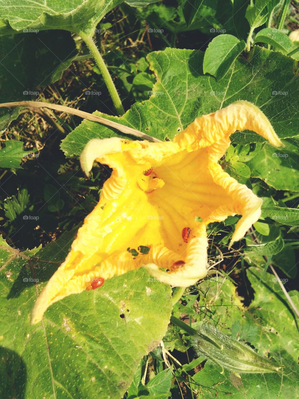 the pumpkin flower is beautiful and amazing flower