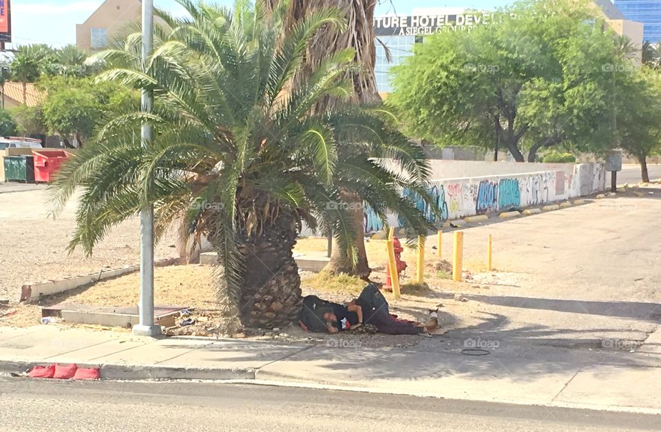 A homeless couple sleeping under a palm tree in 100 degree heat in Las Vegas Nevada