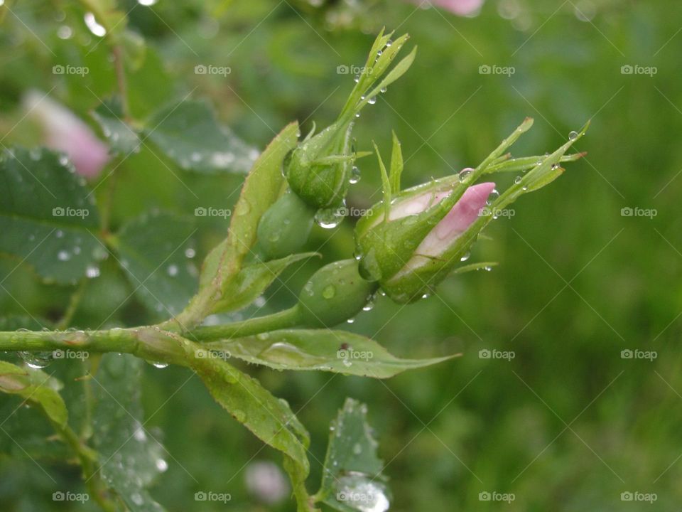 Rosebud after rain