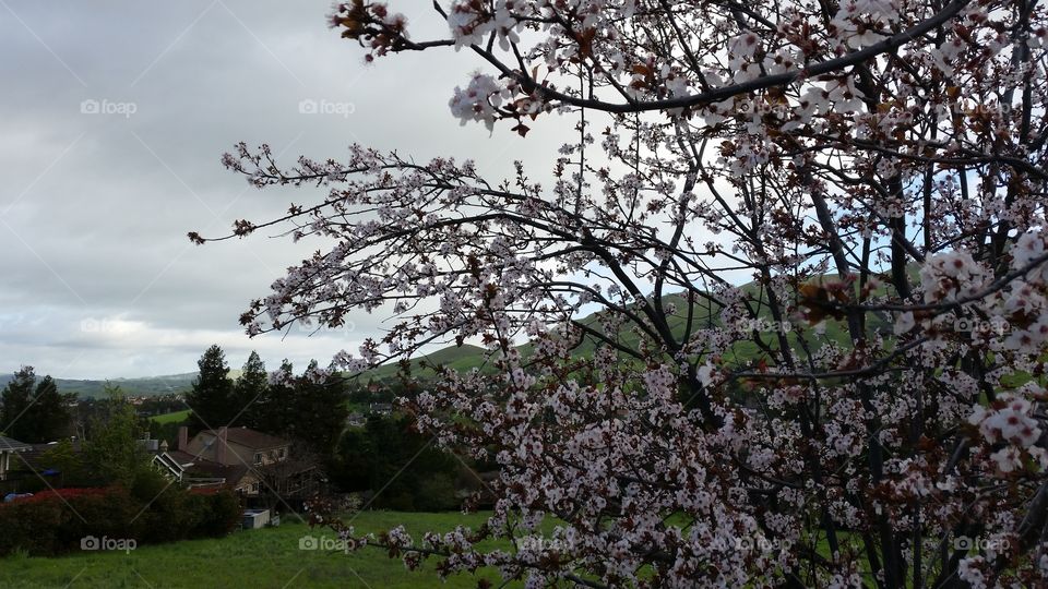 Cherry blossom, house and lush green hills