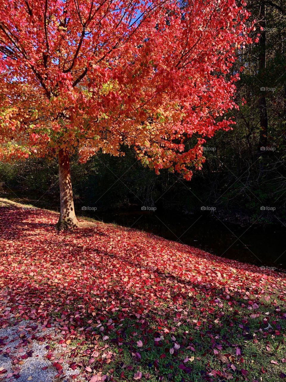 Vivid red fall foliage on the tree and the ground around it