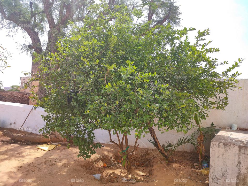 lemon tree