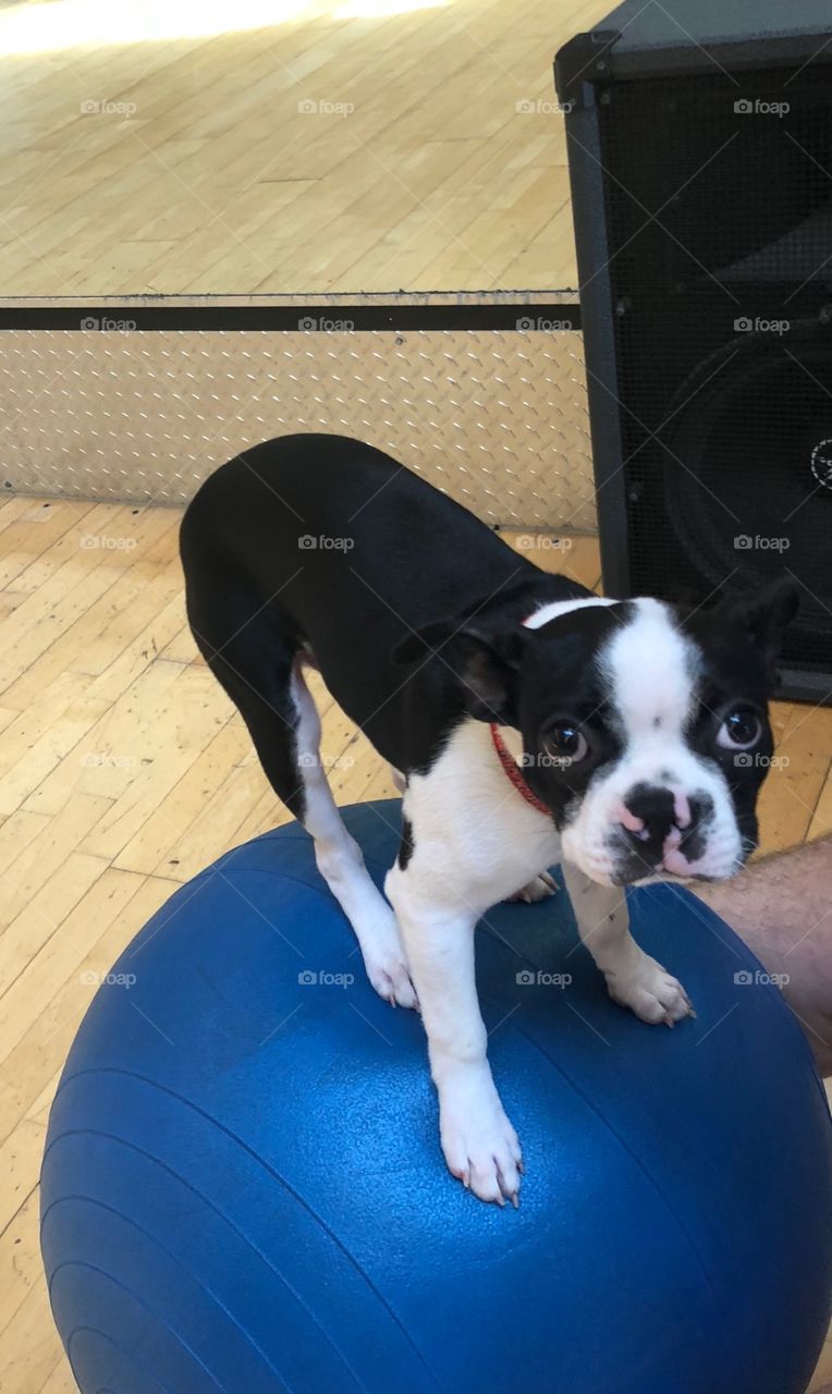 Beans the Adventure Pup was not sure he liked the exercise ball on his first gym visit. Same. 