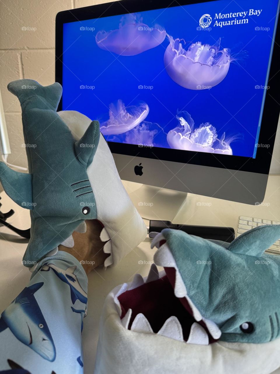 Feet-on-desk selfie wearing swimming shark leggings and toasty warm great white shark attack slippers with selfie stick and iMac tuned to Monterey Bay Aquarium Moon Jelly cam