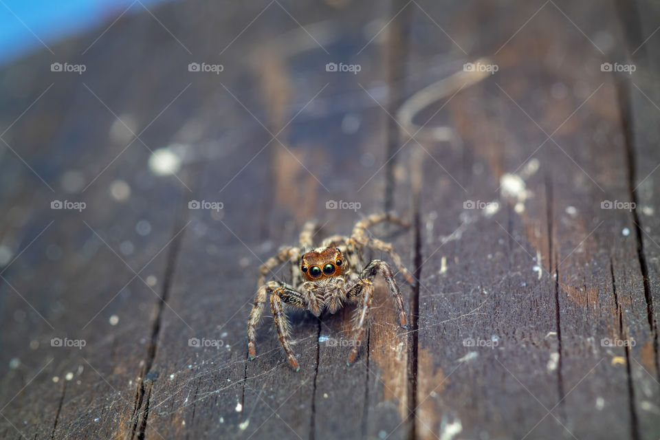 beautiful macro photo of a cute jumping spider
