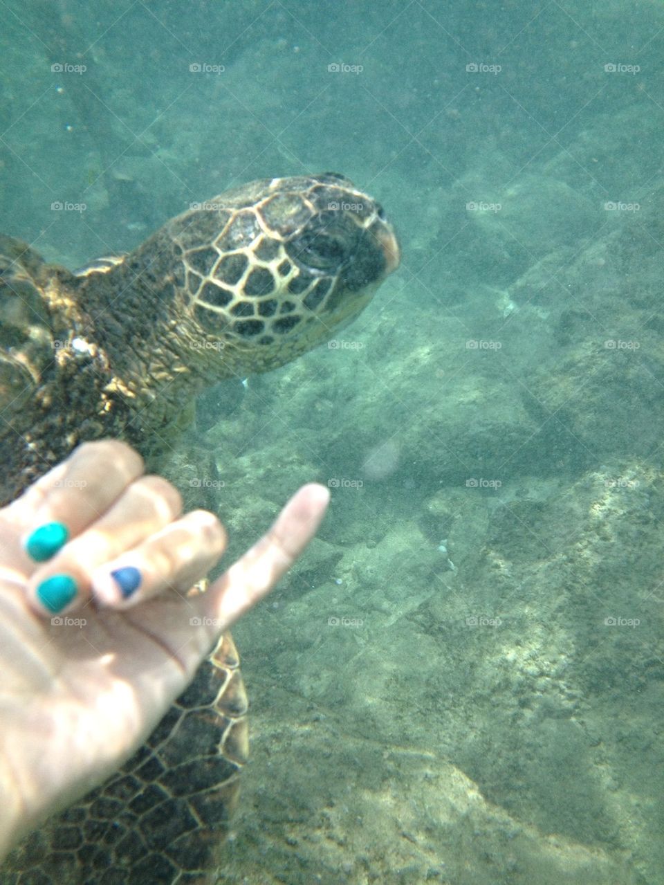 Sea Turtle Shaka