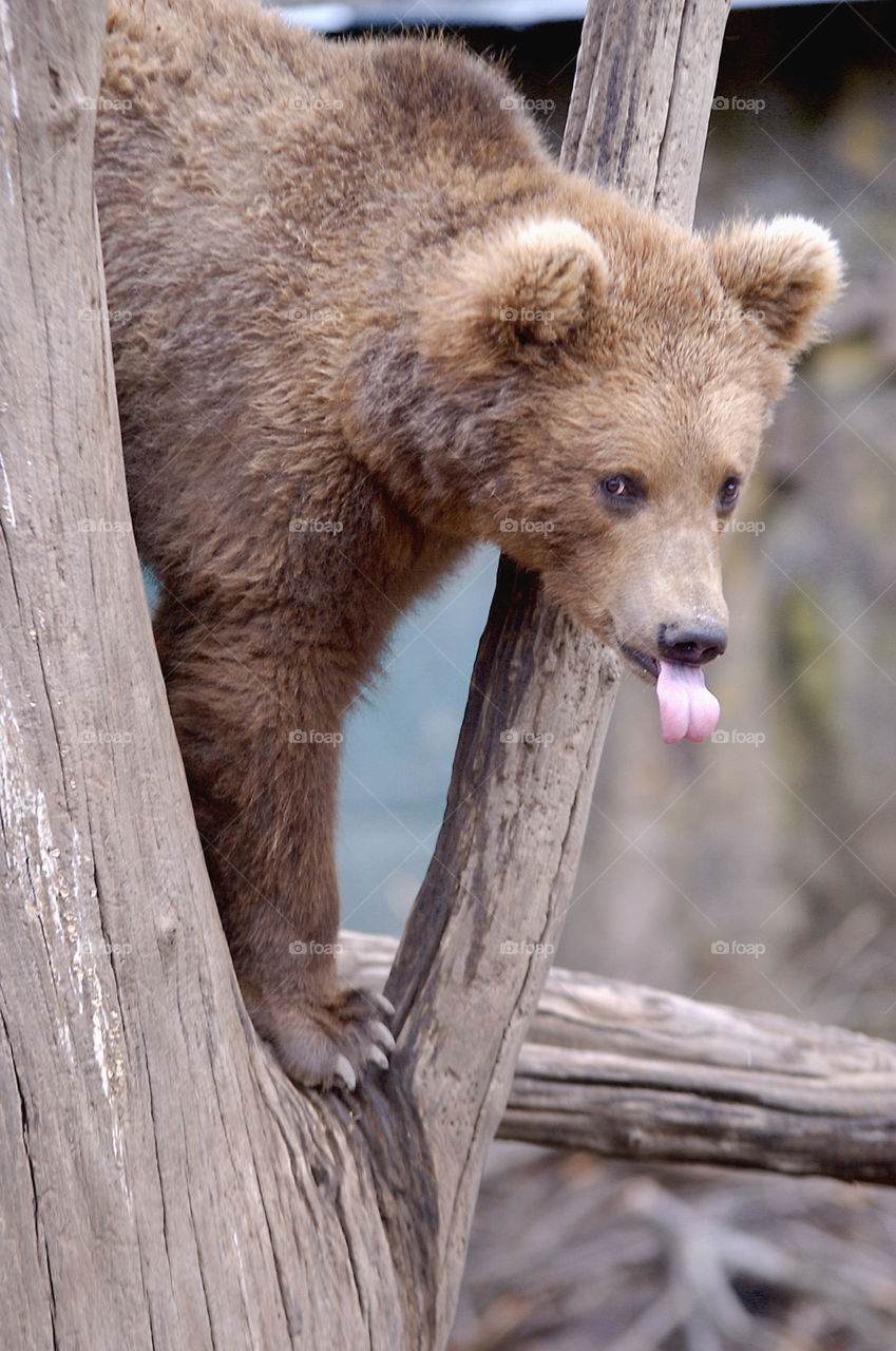 Close-up of brown bear on tree trunk