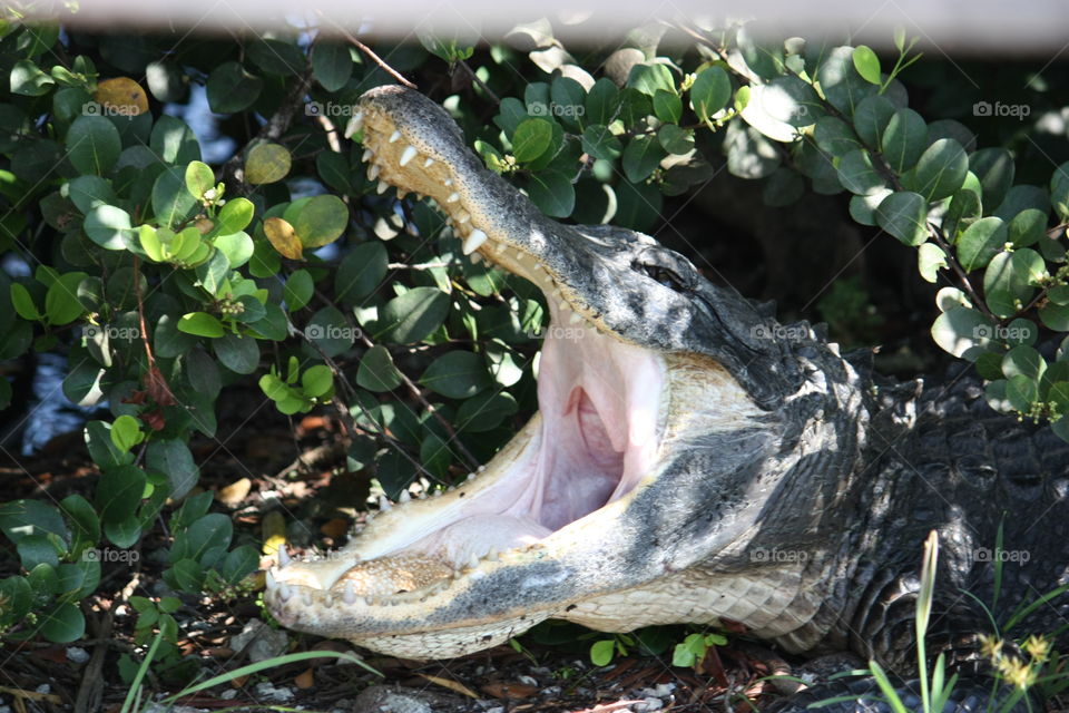 Alligator Yawn