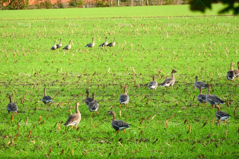 Graugänse auf der Wiese