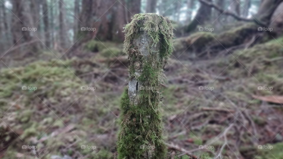 old  wood  and moss