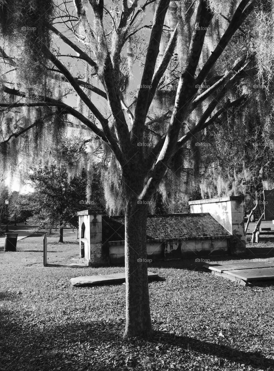 Cemetery Trees, 2015
