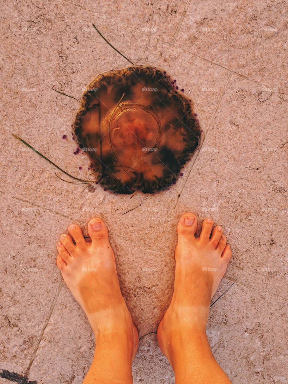 Jellyfish in the setting sun.