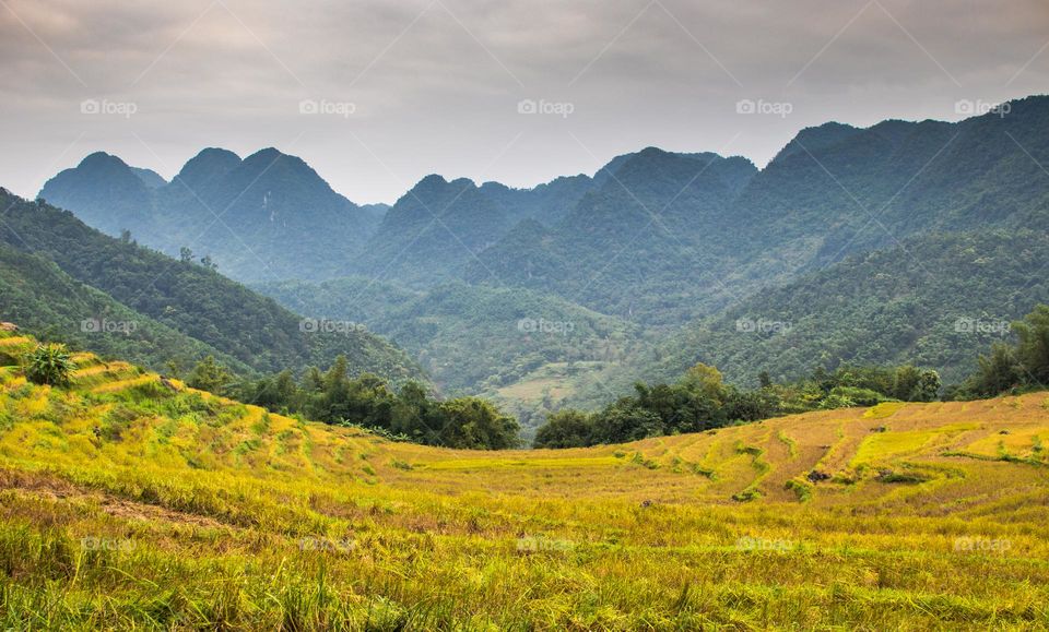 Nature in Vietnam 
