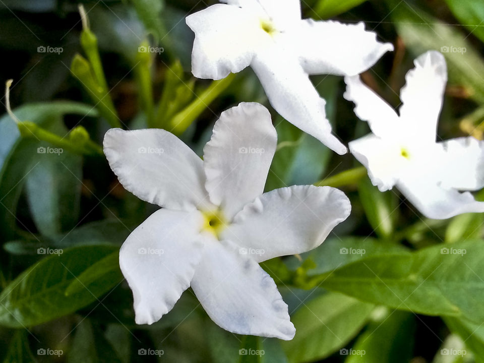 white lonely flower