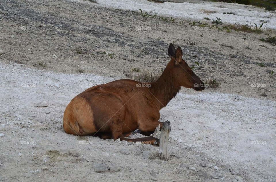 wildlife yellowstonw