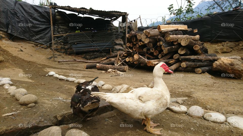 Pato y leña en la selva.