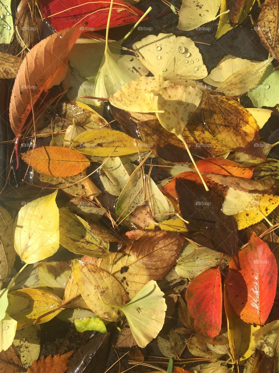 Beautiful autumn 