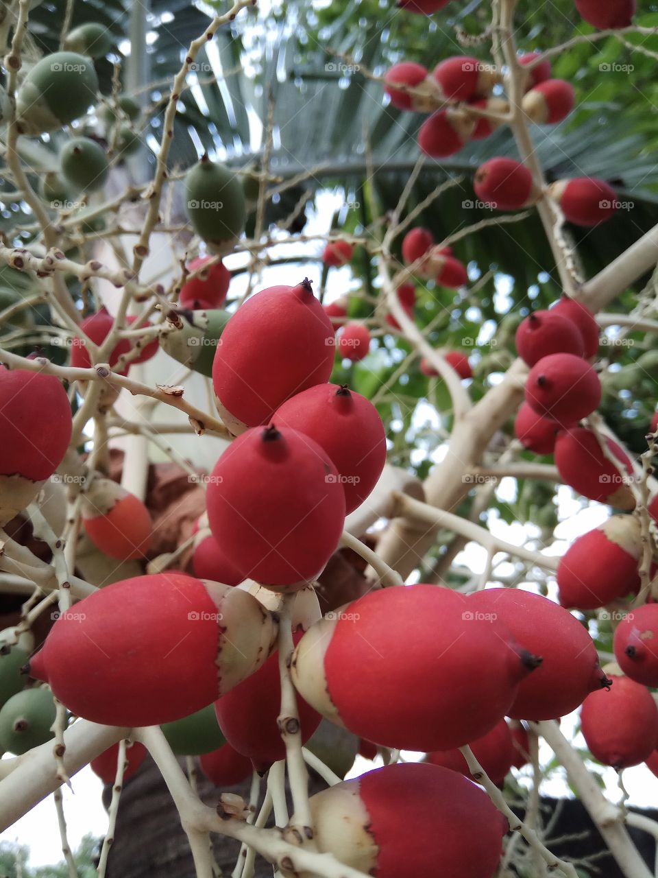 Palm seeds