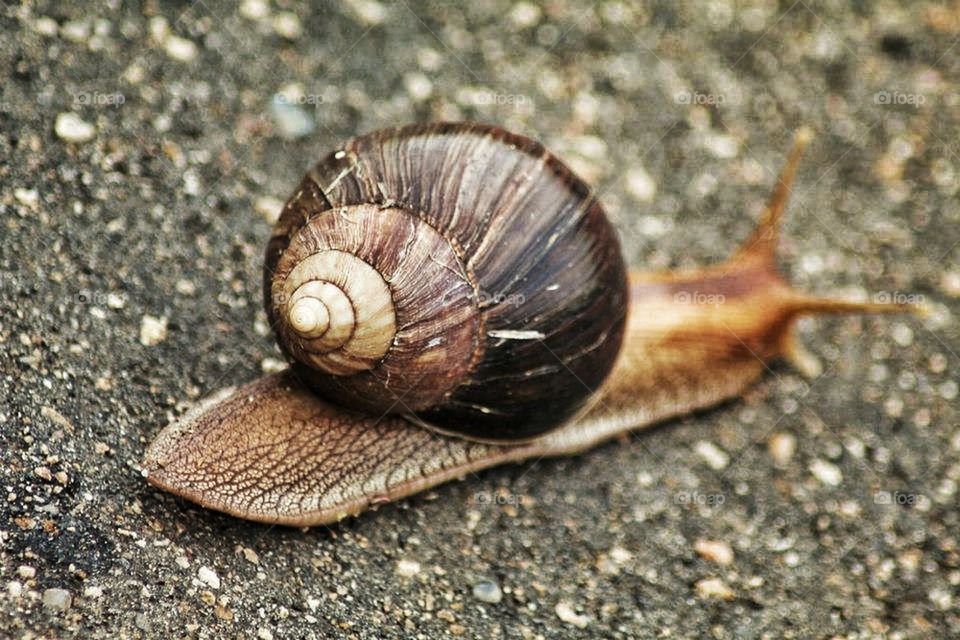 snail