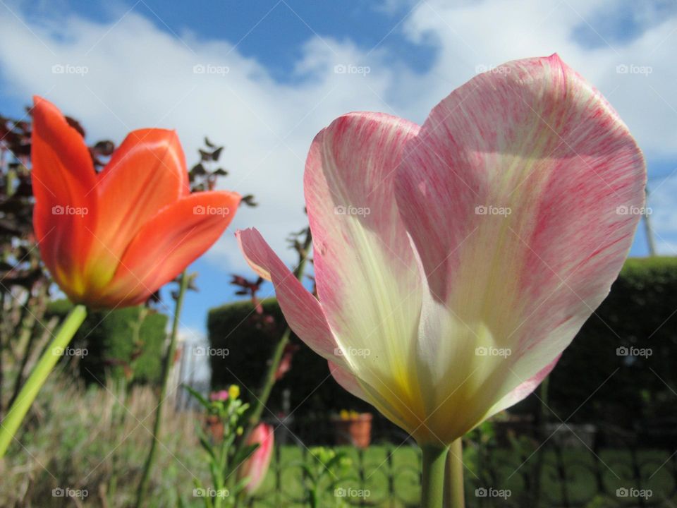 tulips taken from ground level